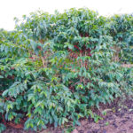 Unleashed Coffee Farm Partner: Fazenda Mandacaru Farm